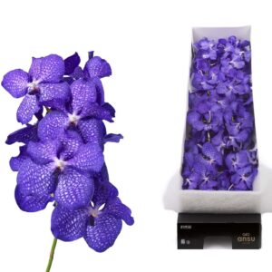 Vanda Kanchana Magic Blue Vanda 8 spike blue magic
(8 Plants/Order)(cmP 30cmH)