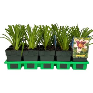 Hemerocallis Wild Horses' P11
(10 Plants/Order)(11cmP 25cmH)