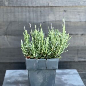Lavandula angustifolia Hidcote
(6 Plants/Order)(17cmP 35cmH)
