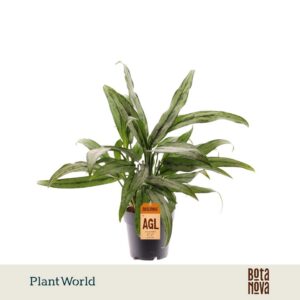 Aglaonema Cutlass
(7 Plants/Order)(14cmP 45cmH)