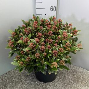 Skimmia Red Dwarf japonica
(1 Plants/Order)(31cmP 45cmH)