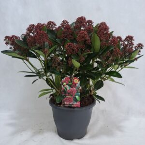 Skimmia japonica Rubella P26 50+ Flower sierpot
(1 Plants/Order)(26cmP 55cmH)