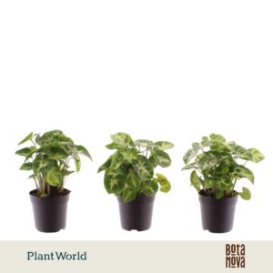 Syngonium Pixie
(16 Plants/Order)(7cmP 15cmH)