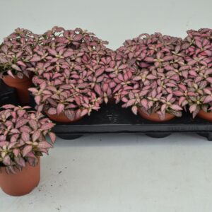 Fittonia Mosaic salmon Forest Flame
(9 Plants/Order)(12cmP 20cmH)