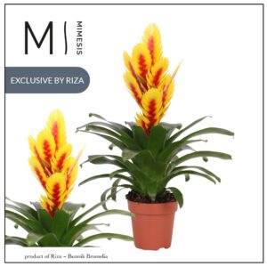 Vriesea other Intenso Yellow Flame 12cm Mimesis
(10 Plants/Order)(12cmP 45cmH)