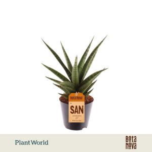 Sansevieria Cylindrica Boogie Woogie'
(12 Plants/Order)(8.5cmP 20cmH)