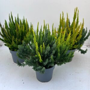 Calluna Skyline Trio COLORADOS_Trio_T10,5
(10 Plants/Order)(10.5cmP 33cmH)