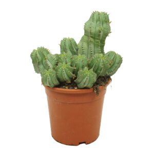 Euphorbia fruticosa inermis 17 cm
(3 Plants/Order)(17cmP 25cmH)