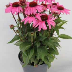 Echinacea purpurea Mooodz Mixkar 17
(6 Plants/Order)(17cmP 35cmH)