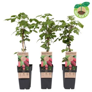 Rubus Tayberry log. P15
(10 Plants/Order)(15cmP 50cmH)