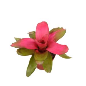 Neoregelia Neoregelia Scandor
(6 Plants/Order)(12cmP 35cmH)