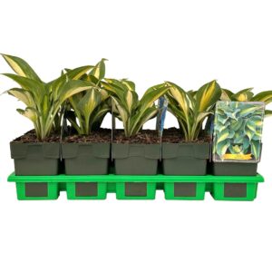 Hosta other Catherine' P11
(10 Plants/Order)(11cmP 25cmH)