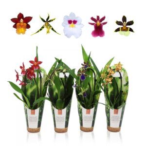 Orchideeen Inca mix Cascade 9cm luxury jungle cover
(11 Plants/Order)(9cmP 35cmH)