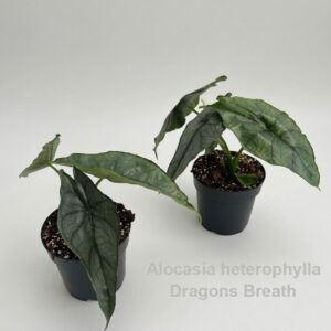 Alocasia heterophylla Dragon's Breath 14cm
(8 Plants/Order)(14cmP 22cmH)