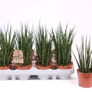 Sansevieria Fernwood Mikado
(12 Plants/Order)(9cmP 25cmH)