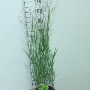 Panicum virgatum Heavy Metal
(1 Plants/Order)(23cmP 120cmH)
