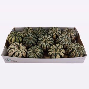 Cucurbita Sweet Dumpling Heart off Gold
(12 Plants/Order)(cmP cmH)