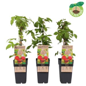 Rubus idaeus Heritage', P15
(10 Plants/Order)(15cmP 50cmH)