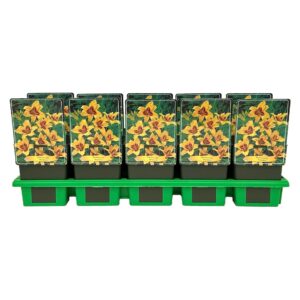 Hemerocallis Bonanza
(10 Plants/Order)(11cmP 25cmH)