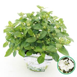 Hydrangea macrophylla other hybr. 'Runaway Bride'® C3.5 (20cm.) Kn.
(1 Plants/Order)(20cmP 35cmH)