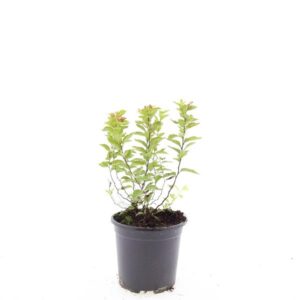 Spiraea japonica Firelight
(8 Plants/Order)(14cmP 10cmH)