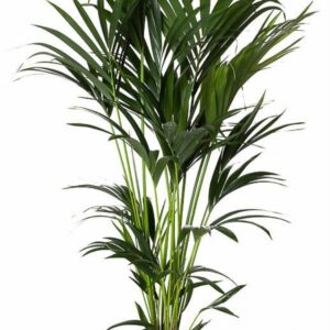 Howea forsteriana P24-130
(1 Plants/Order)(24cmP 130cmH)