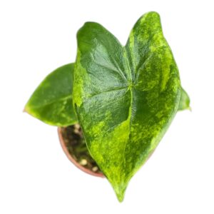Alocasia Alocasia Zebrina Variegata
(2 Plants/Order)(7cmP 15cmH)