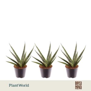 Sansevieria Cylindrica Sem
(11 Plants/Order)(10.5cmP 25cmH)