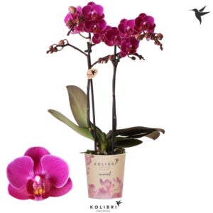 Phalaenopsis Multifloratypes other Merida 2 spike
(12 Plants/Order)(9cmP 40cmH)