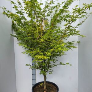 Acer palmatum Sangokaku
(1 Plants/Order)(43cmP 170cmH)