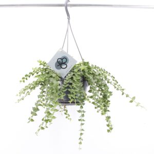 Dischidia ruscifolia Dischidia Ruscifolia
(8 Plants/Order)(14cmP 40cmH)