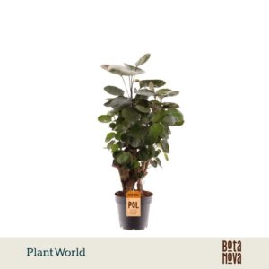 Polyscias Fabian
(10 Plants/Order)(12cmP 45cmH)