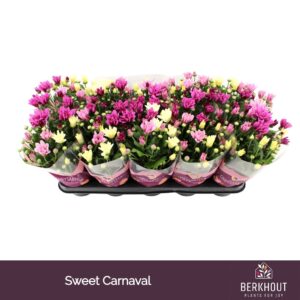 Chrysanthemum Carnaval Sweet
(10 Plants/Order)(12cmP 26cmH)