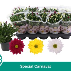 Chrysanthemum Carnaval
(10 Plants/Order)(12cmP 25cmH)