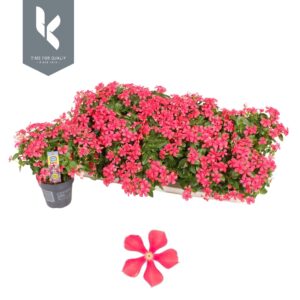 Catharanthus roseus Cherise Red Soiree®
(10 Plants/Order)(10.5cmP 22cmH)