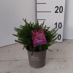 Erica darleyensis Jenny Porter J.W.
(12 Plants/Order)(10.5cmP 15cmH)