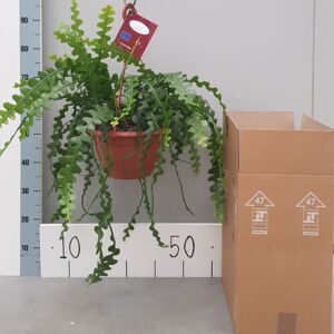 Epiphyllum anguliger Anguleiger 25cm
(1 Plants/Order)(25cmP 60cmH)