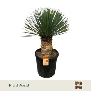 Yucca rostrata
(5 Plants/Order)(38cmP 100cmH)