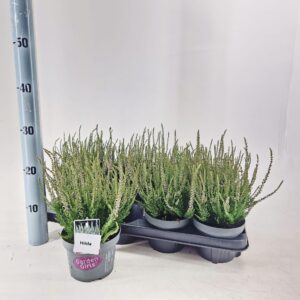 Calluna Garden Girls Hilda vulg. (gg) PBR
(8 Plants/Order)(13cmP 25cmH)