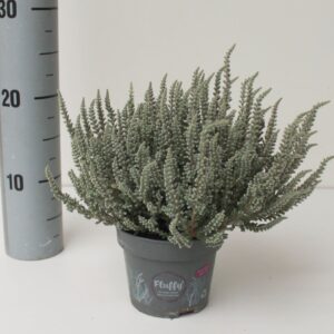 Calluna Garden Girls Fluffy
(8 Plants/Order)(12cmP 24cmH)