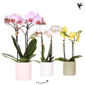Phalaenopsis mixed 2 spike in Pastel Pot
(8 Plants/Order)(9cmP 40cmH)