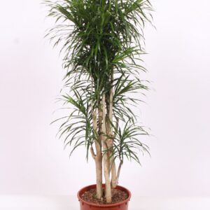 Dracaena Anita
(1 Plants/Order)(34cmP 150cmH)