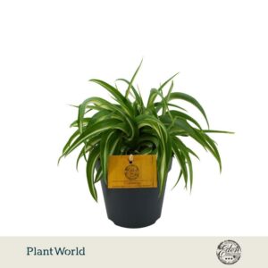 Chlorophytum Bonnie
(8 Plants/Order)(12cmP 20cmH)