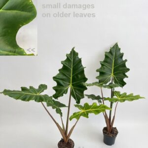 Alocasia Golden Dragon 14cm
(8 Plants/Order)(14cmP 80cmH)