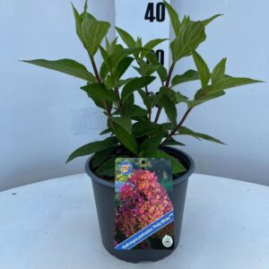 Hydrangea paniculata Pinky Winky ('Dvppinky'PBR)
(1 Plants/Order)(19cmP 40cmH)