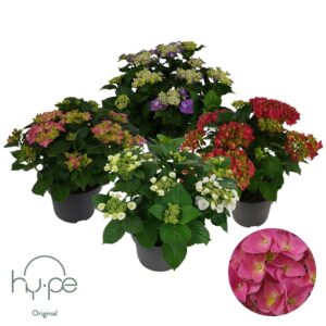 Hydrangea macrophylla Mophead+Lacecap mix 10+ Hy-pe Original
(1 Plants/Order)(23cmP 45cmH)