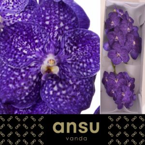 Vanda Nitaya Tweed Blue Vanda Nitaya Tweed Blue
(16 Plants/Order)(cmP 25cmH)