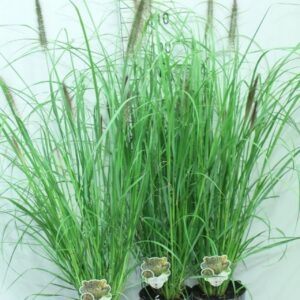 Pennisetum alopecuroides Black Beauty' P19
(3 Plants/Order)(19cmP 120cmH)