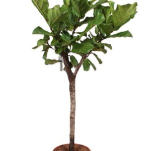 Ficus lyrata
(1 Plants/Order)(45cmP 220cmH)