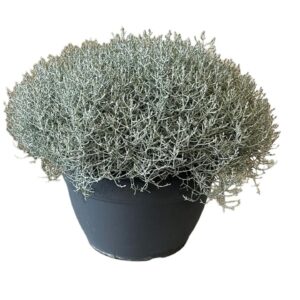 Calocephalus browni
(1 Plants/Order)(30cmP 37cmH)